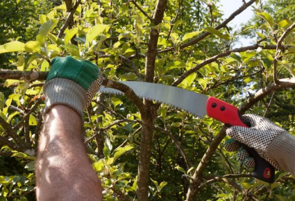 Rui Fei Folding Pruner Garden Saw Tools Cutting Pruner Scissor (Manual) - Image 3