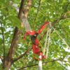 Sharpex 2 Stage Telescopic Long Cutter for Tree | 10 Feet Tree Pole Pruner Long Handle Adjustable (5 feet To 10 feet)